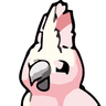 Cockatoo